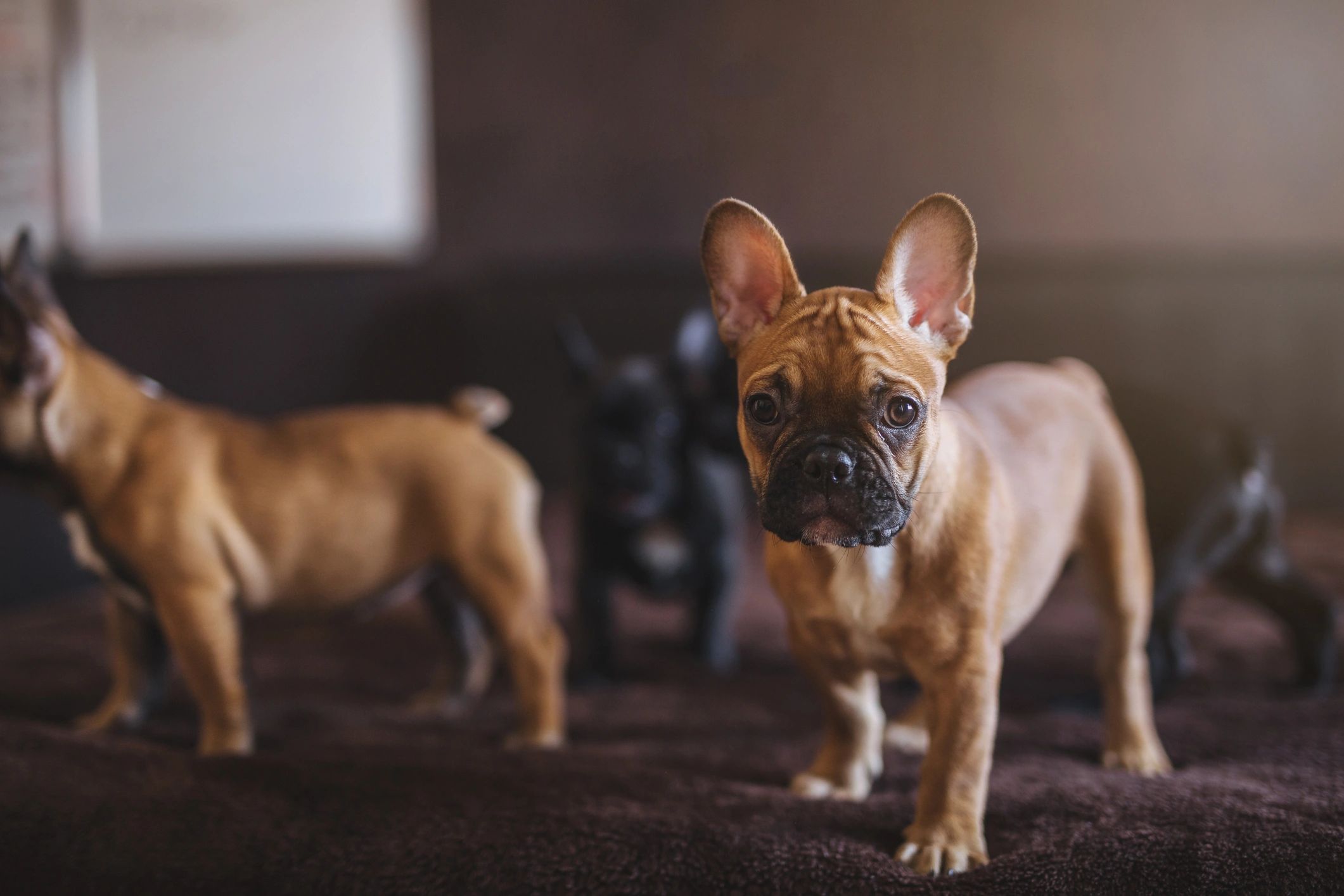 Group of French bulldog puppies on a bed