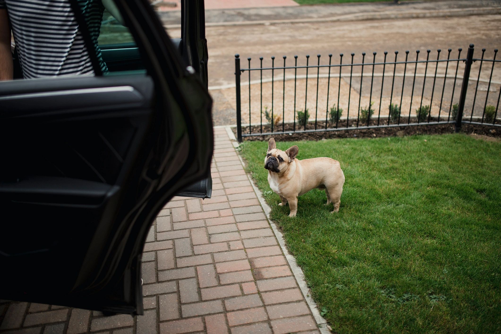 French bulldog standing outdoors near a driveway