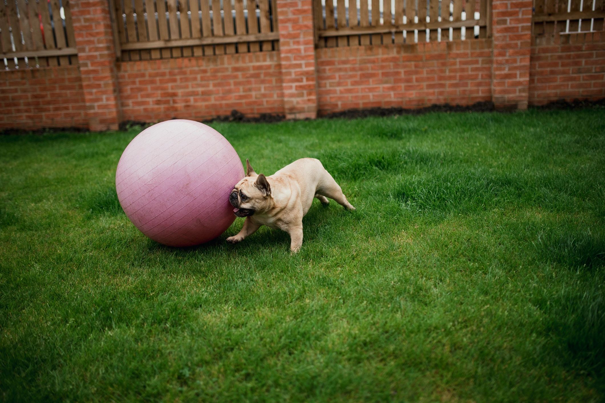 French Bulldog puppy playing outdoors