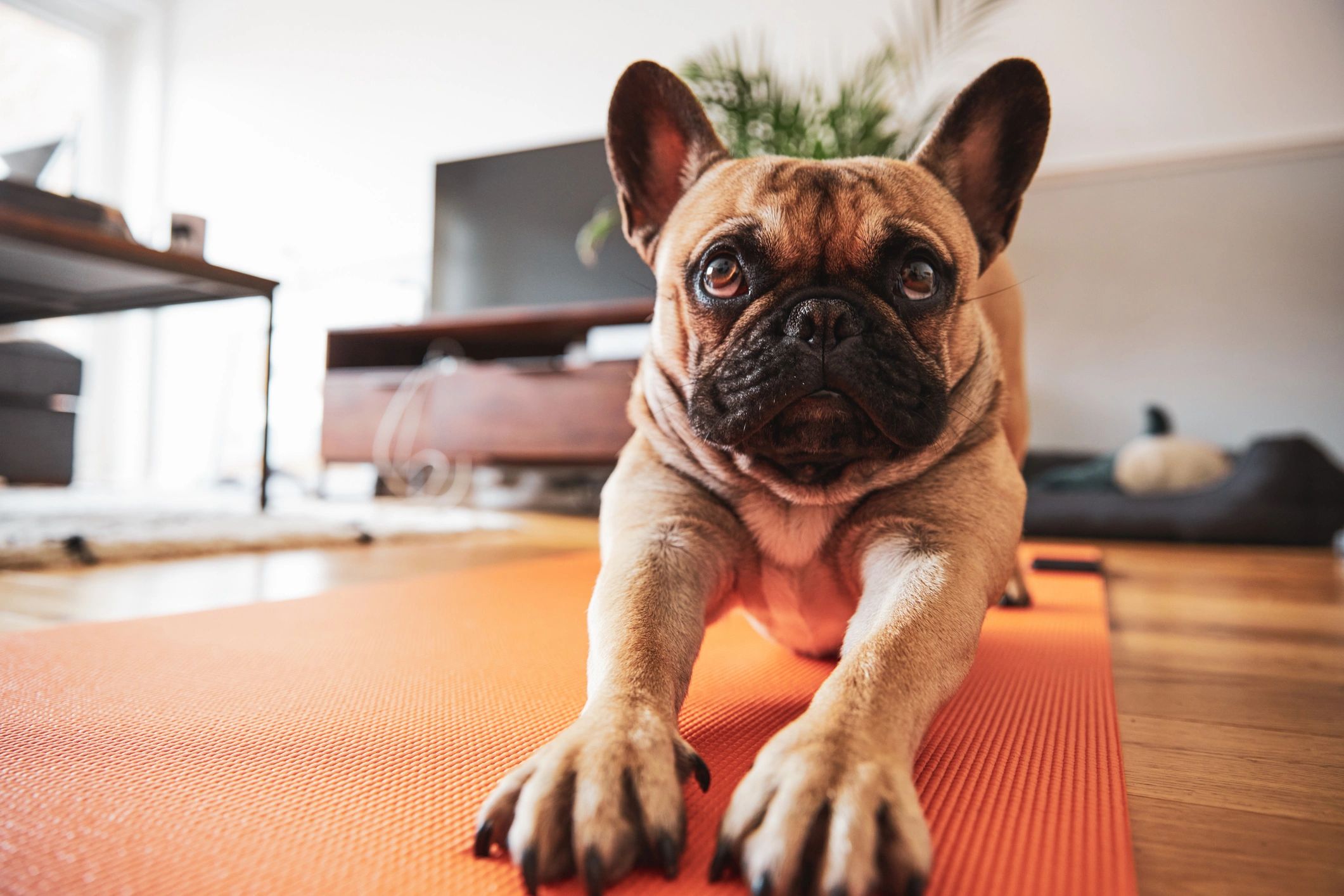 French bulldog puppy stretching indoors