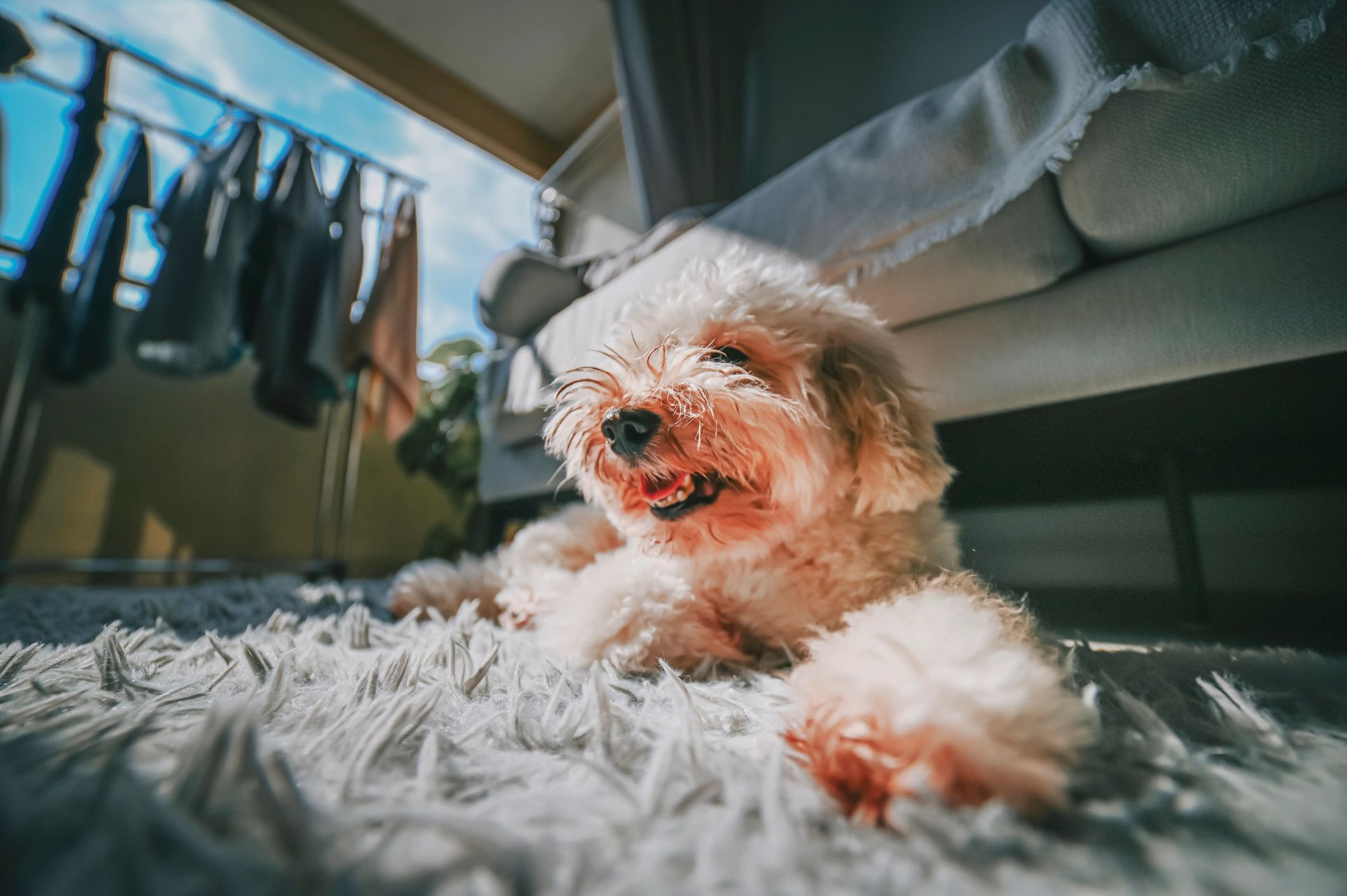 Poodle parent dog resting indoors