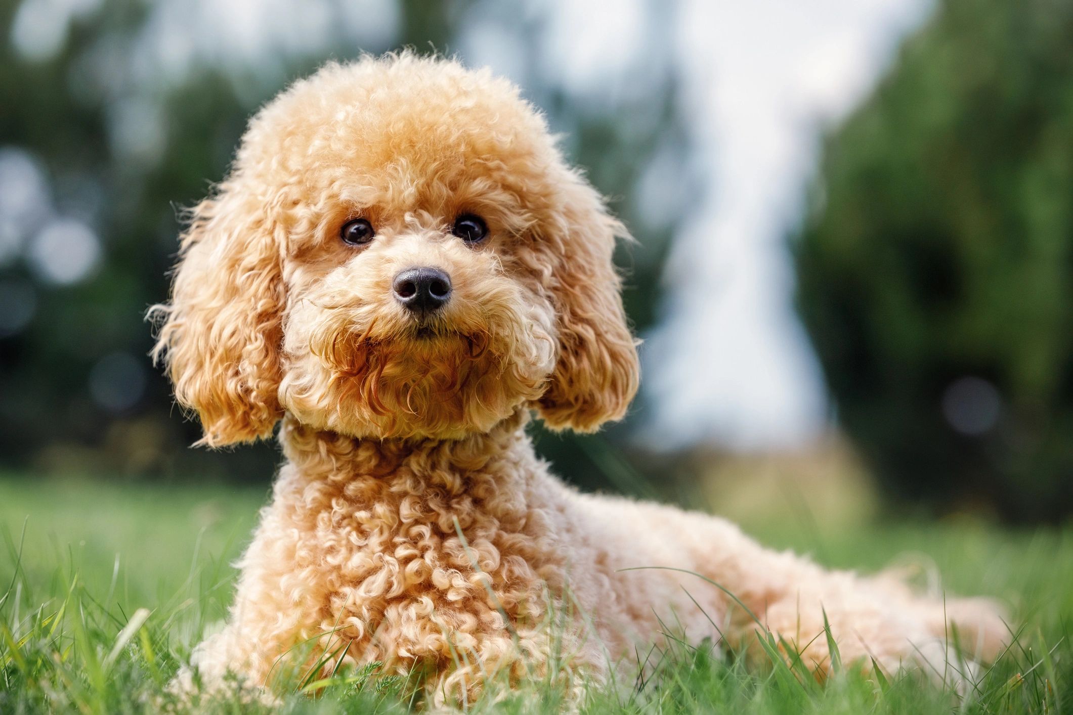 Poodle puppy resting on grass