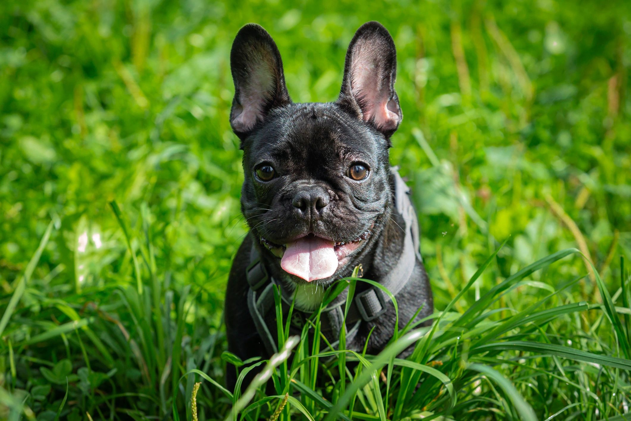 French bulldog puppy sitting in grass