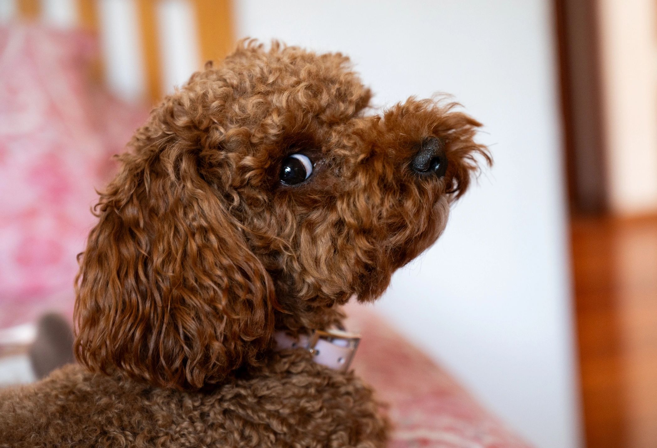 Smiling small poodle dog