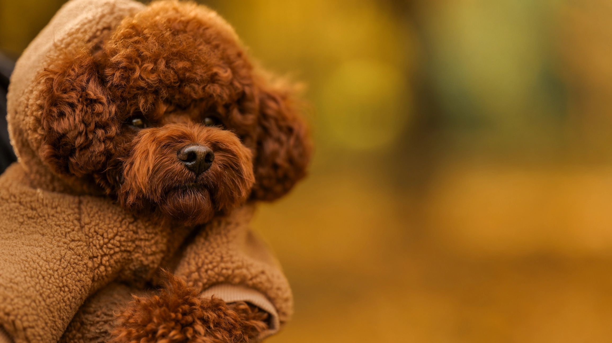 Brown poodle puppy outdoors