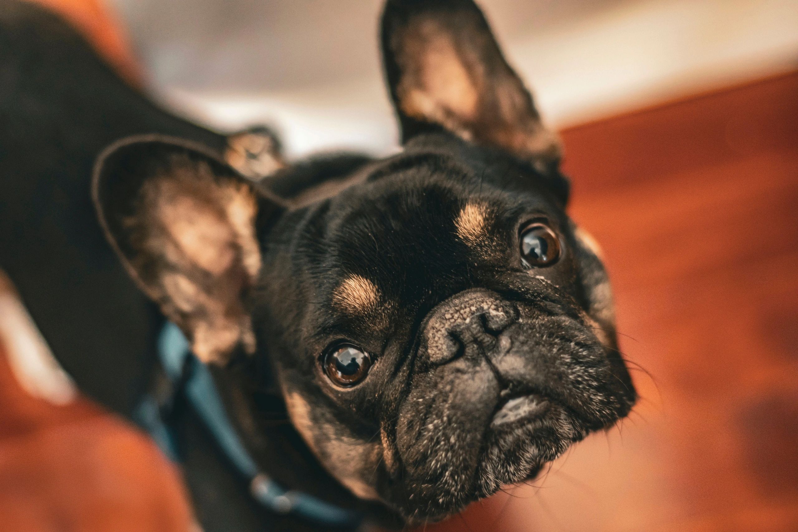 Close-up of curious French bulldog