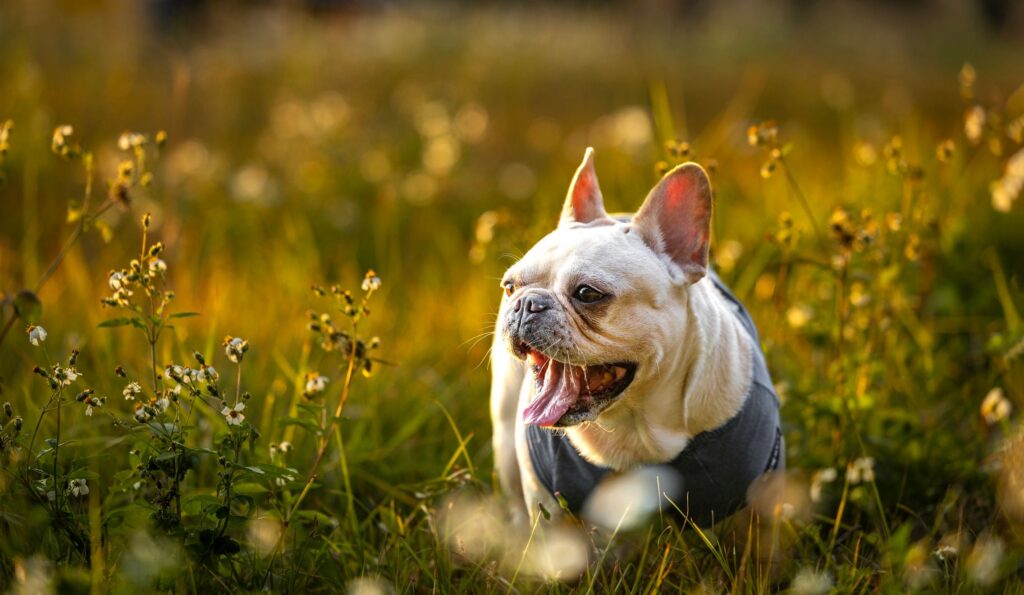 French Bulldog outdoors