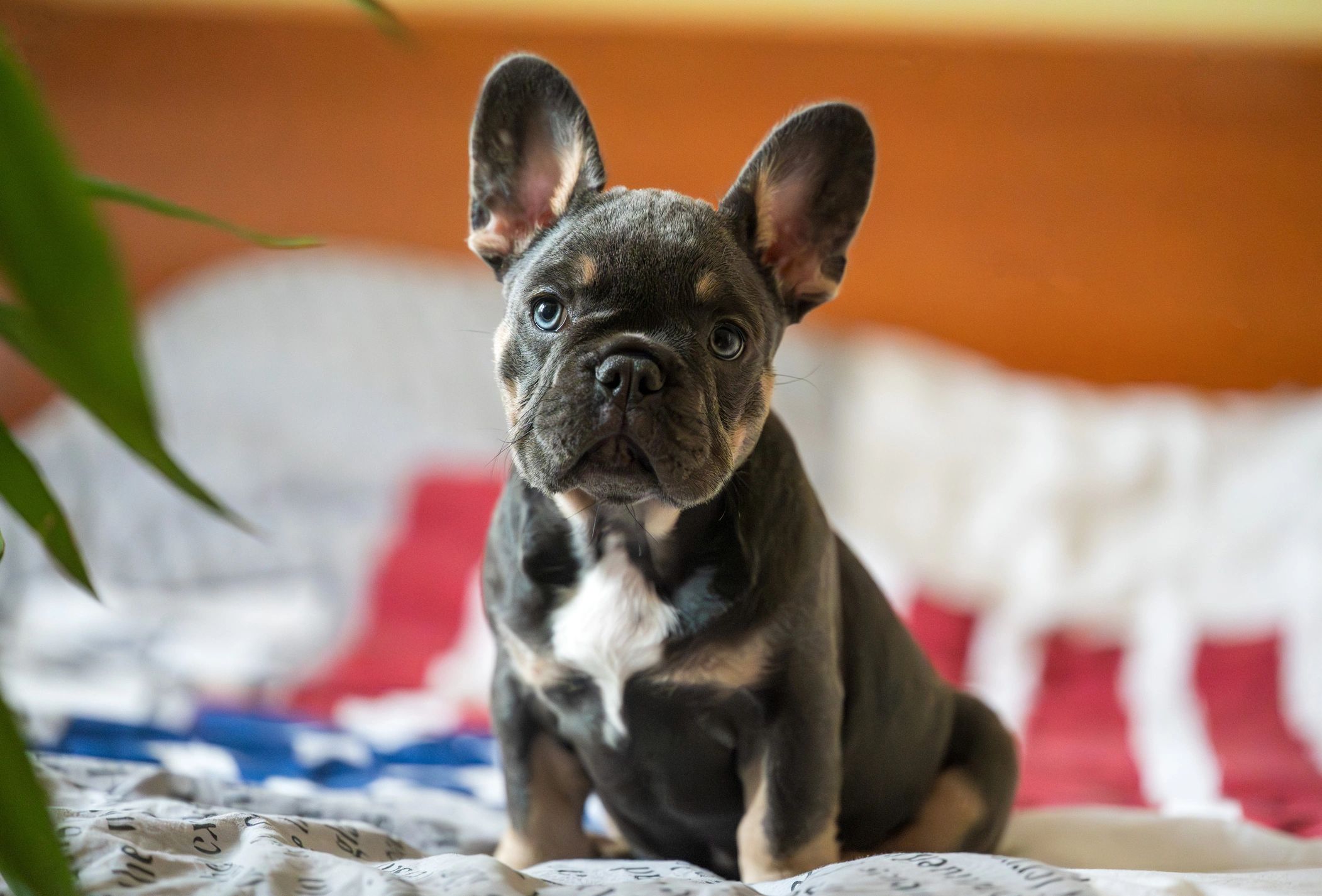 French bulldog puppy sitting on a sofa
