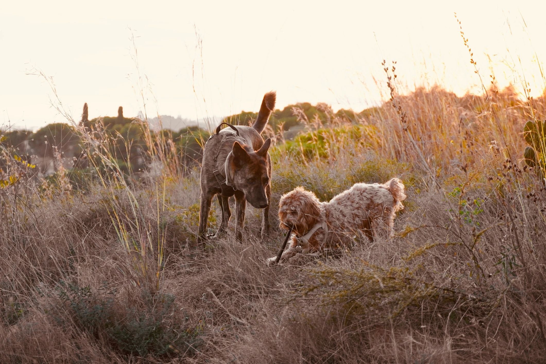 Two fluffy puppies playing together outdoors