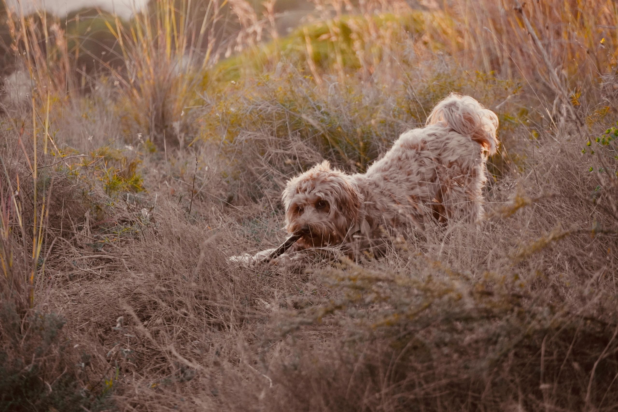 Playful puppy in a meadow at sunset