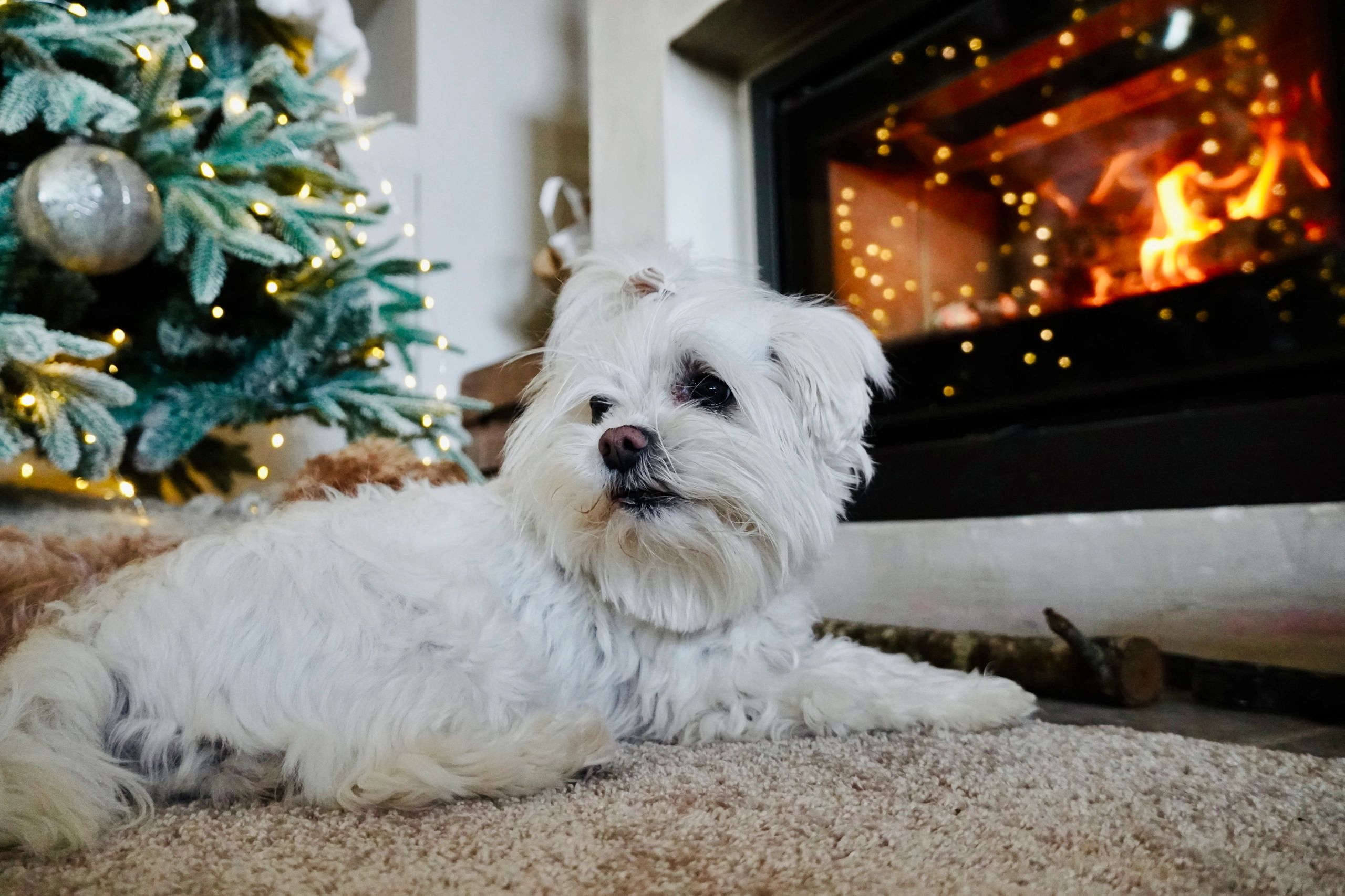 White fluffy puppy in a cozy living room