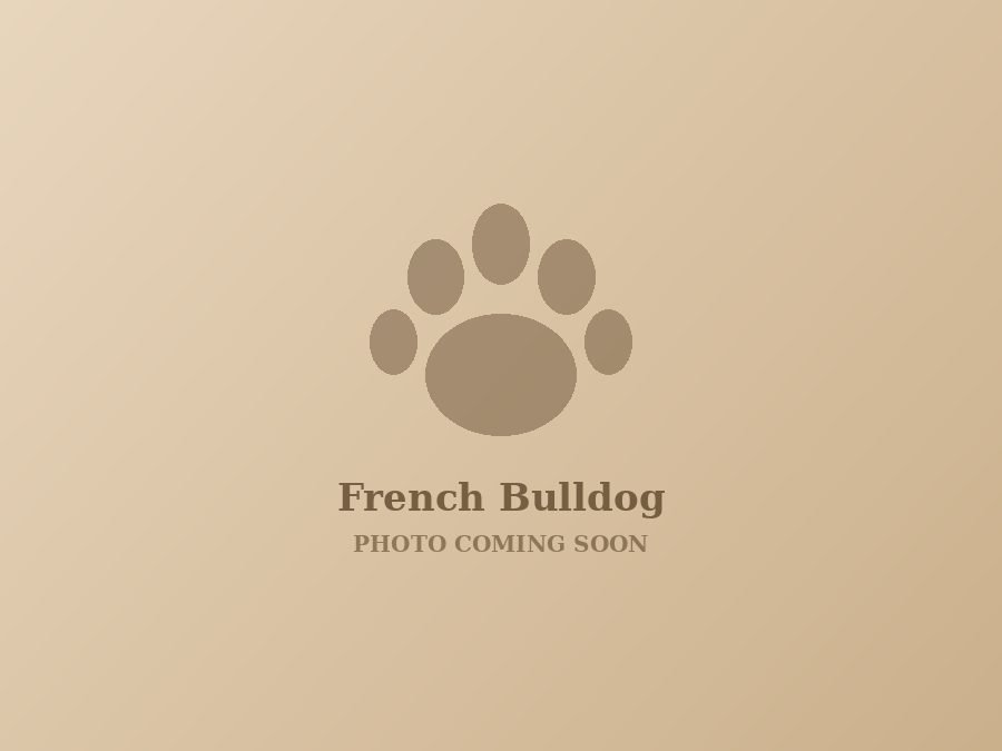 Fawn French Bulldog puppy with upright bat ears sitting on a cream blanket