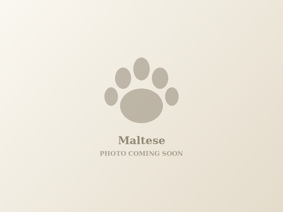 White Maltese puppy with a silky coat sitting on a cream blanket