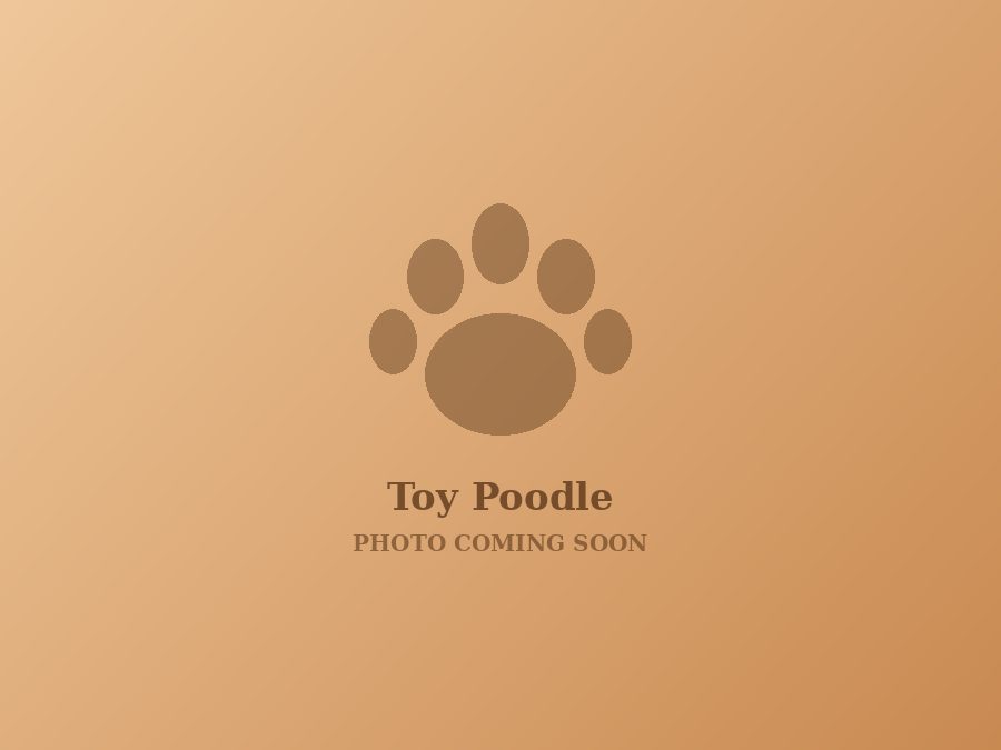 Apricot Toy Poodle puppy with a curly coat sitting on a cream blanket